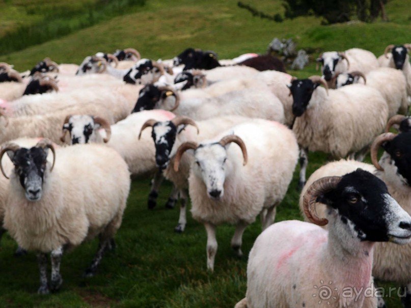 Овечий бизнес