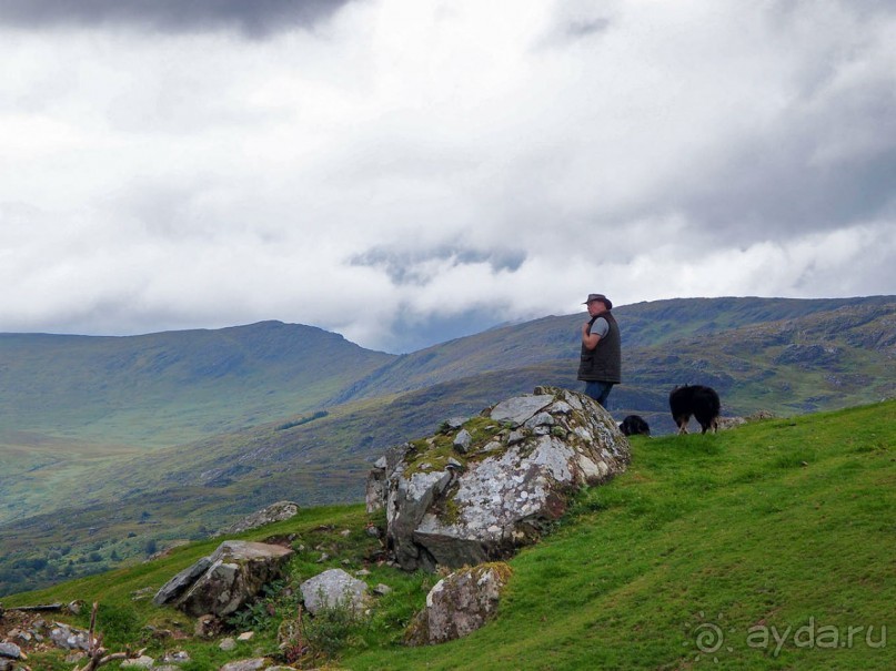 Овечий бизнес