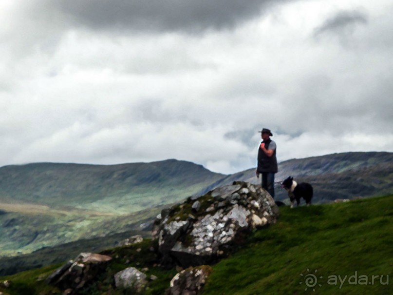 Овечий бизнес