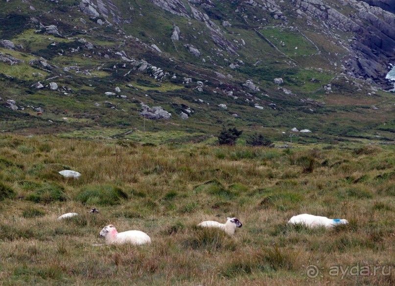 Овечий бизнес
