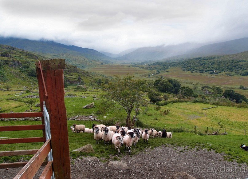 Овечий бизнес