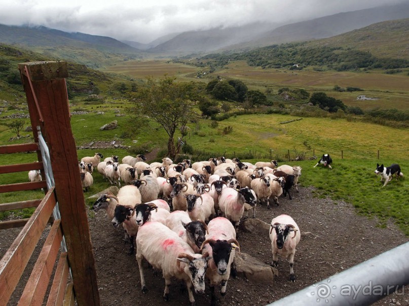 Овечий бизнес