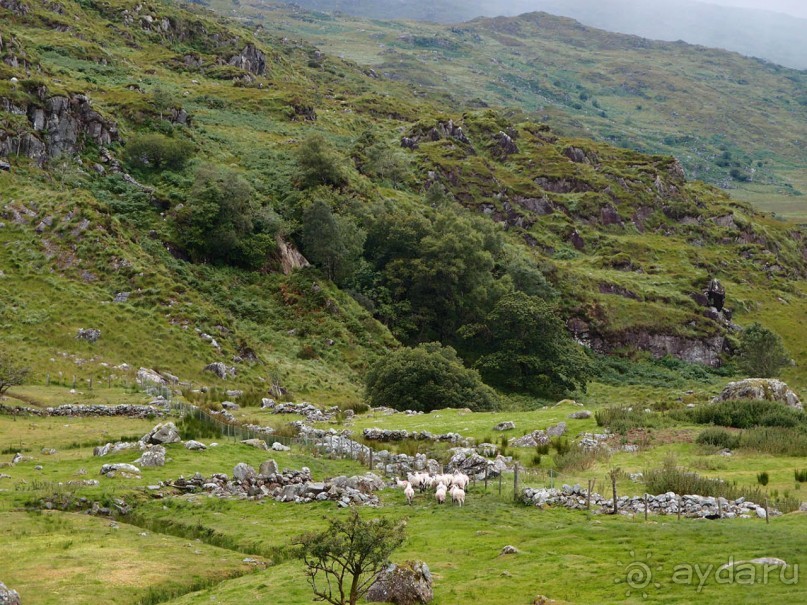 Овечий бизнес