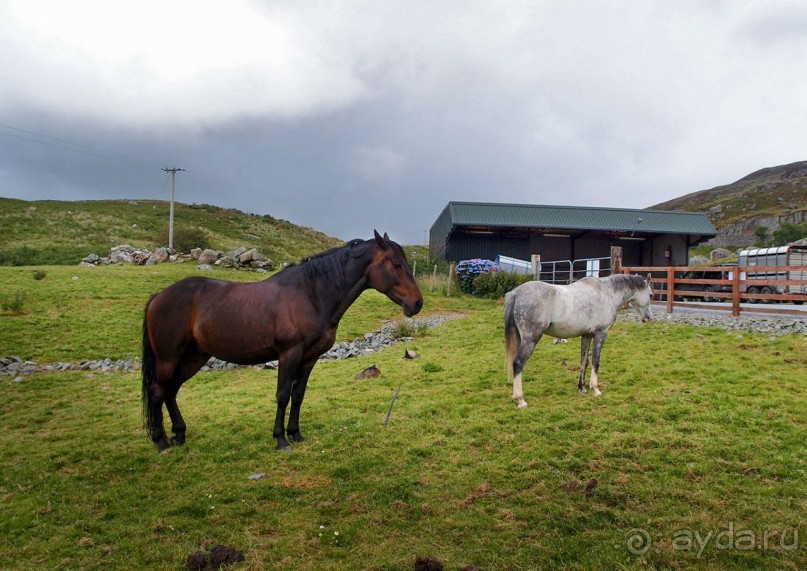 Овечий бизнес