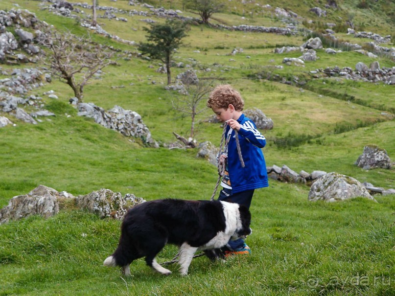 Овечий бизнес