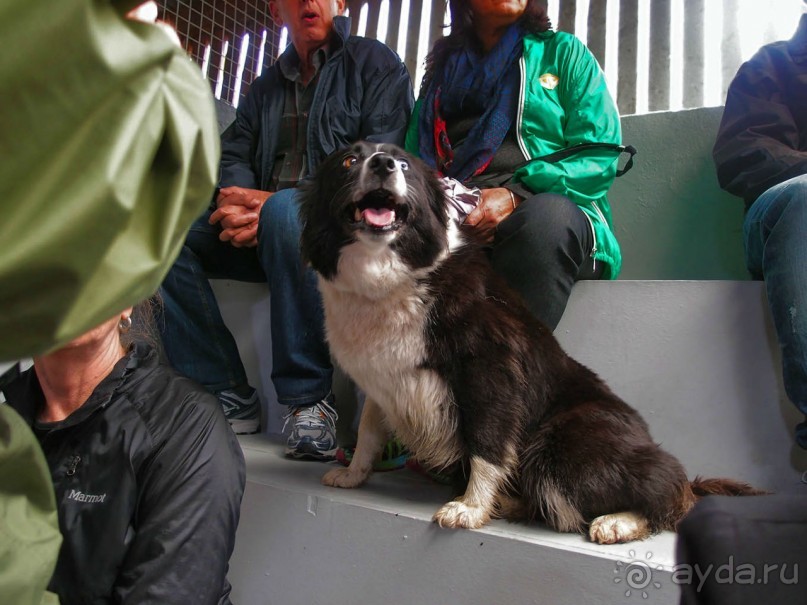 Овечий бизнес