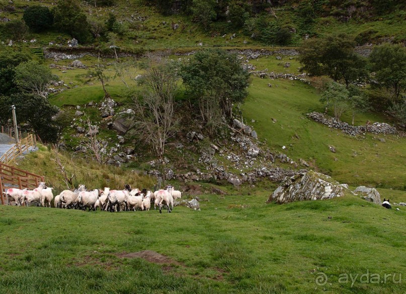 Овечий бизнес