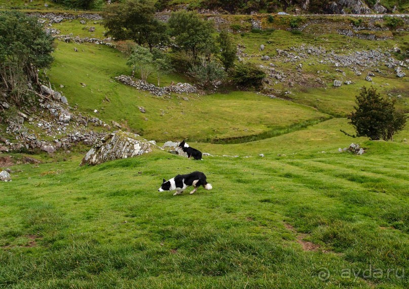 Овечий бизнес