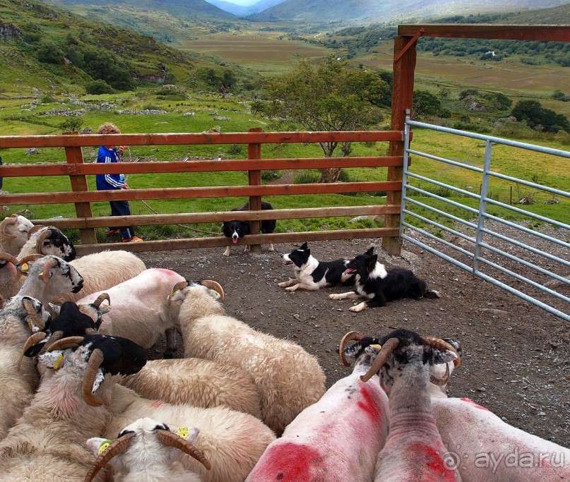 Овечий бизнес