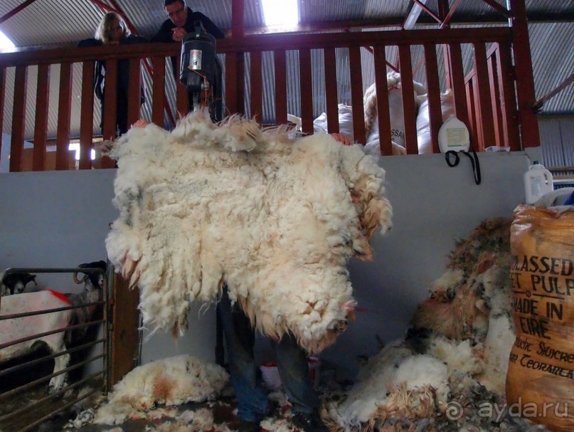 Овечий бизнес