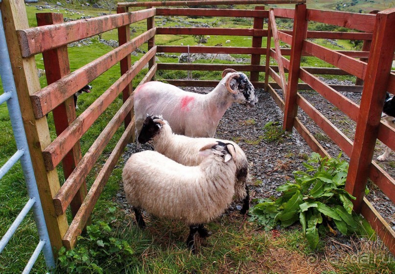 Овечий бизнес