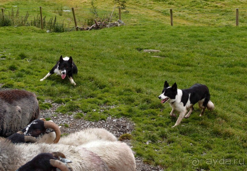 Овечий бизнес