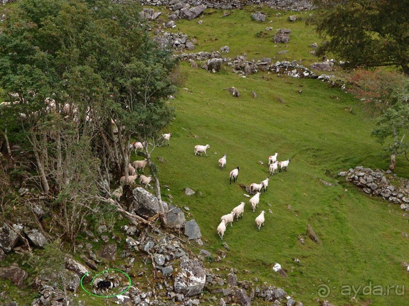 Овечий бизнес