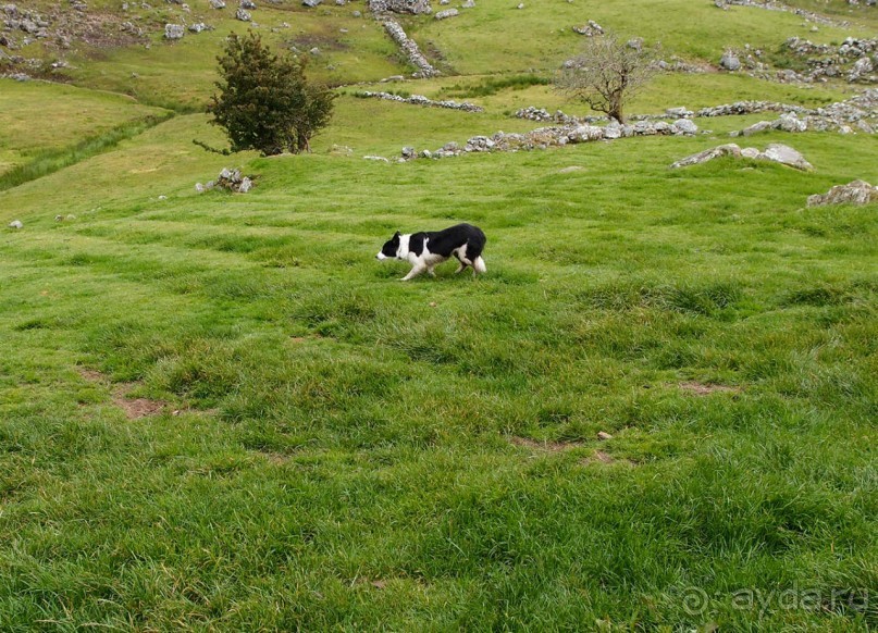 Овечий бизнес