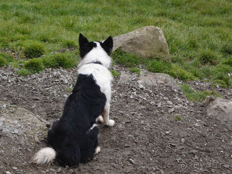 Овечий бизнес