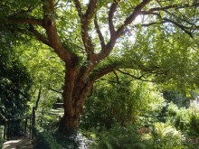 На деревню к богатому дедушке