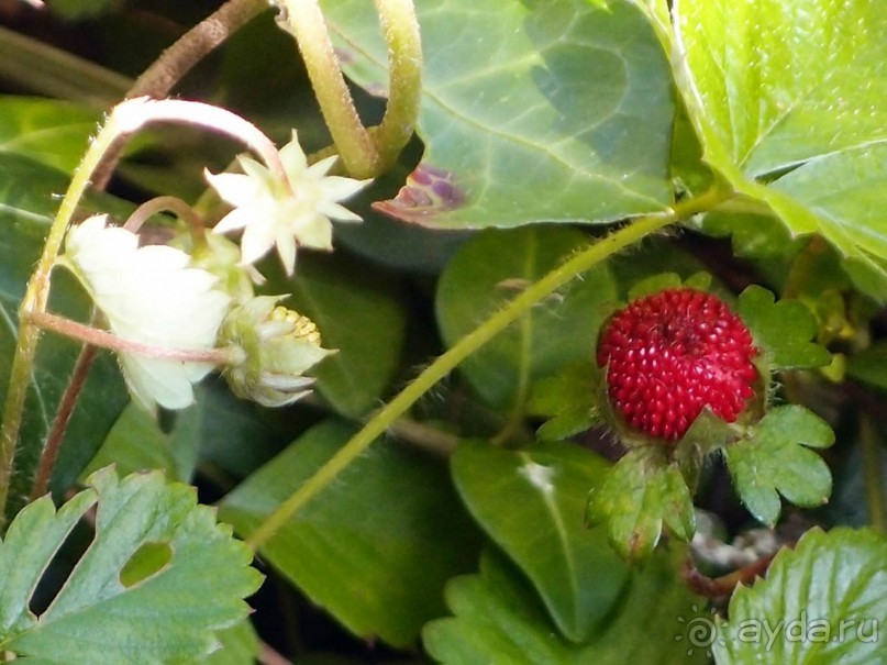 На деревню к богатому дедушке