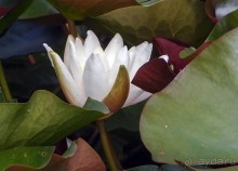 На деревню к богатому дедушке