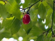 На деревню к богатому дедушке