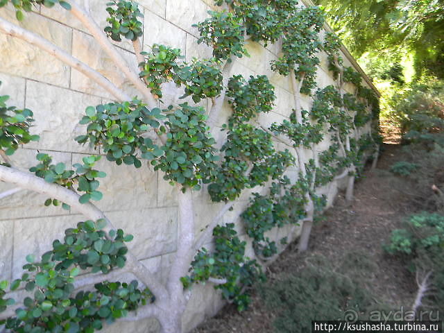 Бахайские сады — визитная карточка Хайфы