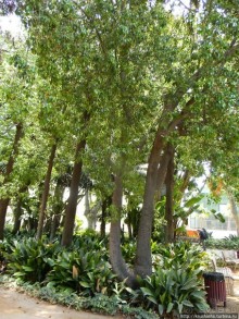 Сад, отвоёванный у моря