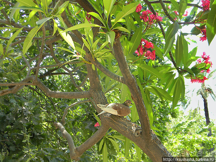 Сад, отвоёванный у моря