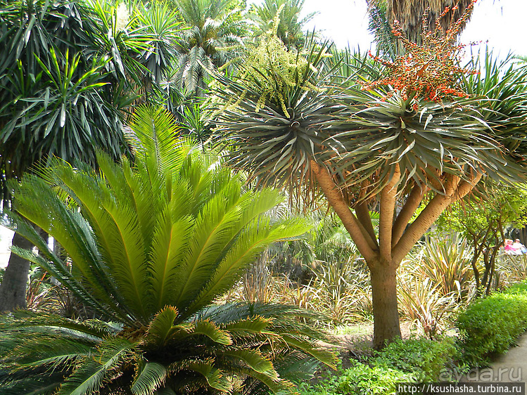 Сад, отвоёванный у моря