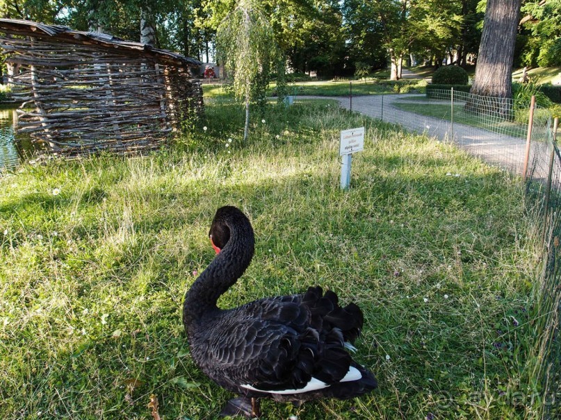 Вечерний Цесис