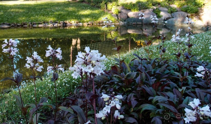 Вечерний Цесис