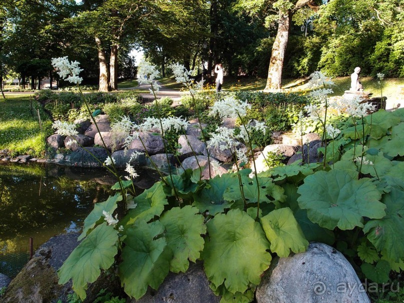 Вечерний Цесис