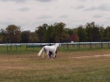 Альбом отзыва "Изящное наследие французских принцев"