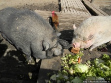 Курпарк Оберлаа — выставка парков и садов