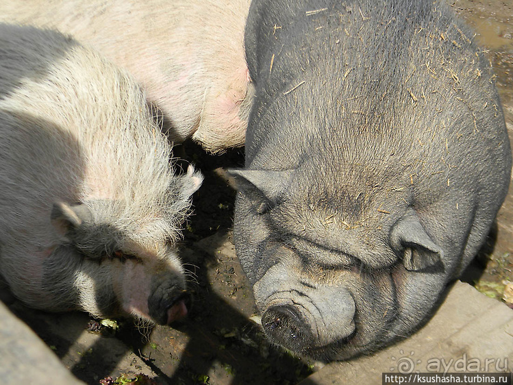 Курпарк Оберлаа — выставка парков и садов