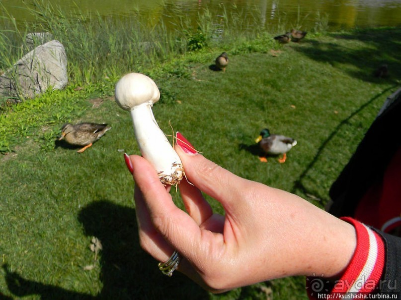 Альбом отзыва "Курпарк Оберлаа — выставка парков и садов"