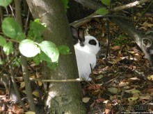 Альбом отзыва "Курпарк Оберлаа — выставка парков и садов"