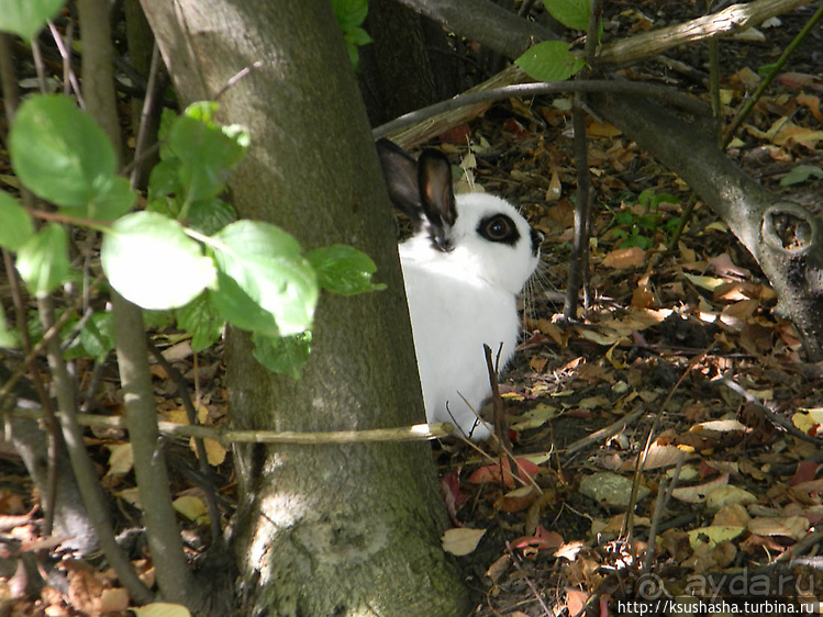 Курпарк Оберлаа — выставка парков и садов