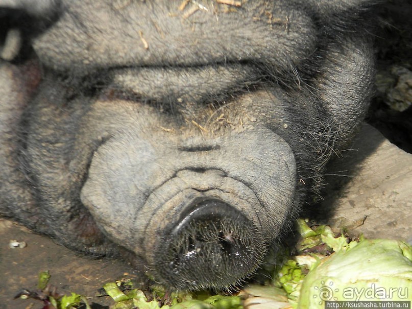 Курпарк Оберлаа — выставка парков и садов