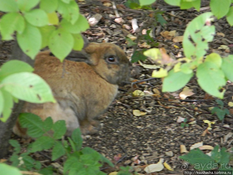 Курпарк Оберлаа — выставка парков и садов