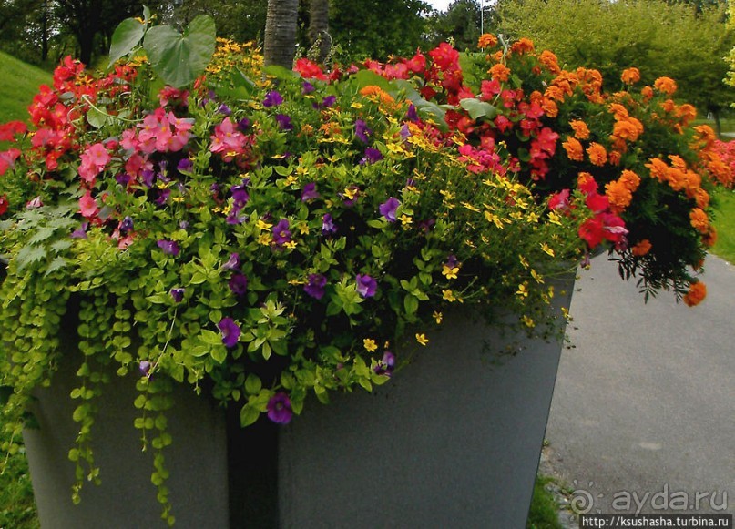 Курпарк Оберлаа — выставка парков и садов