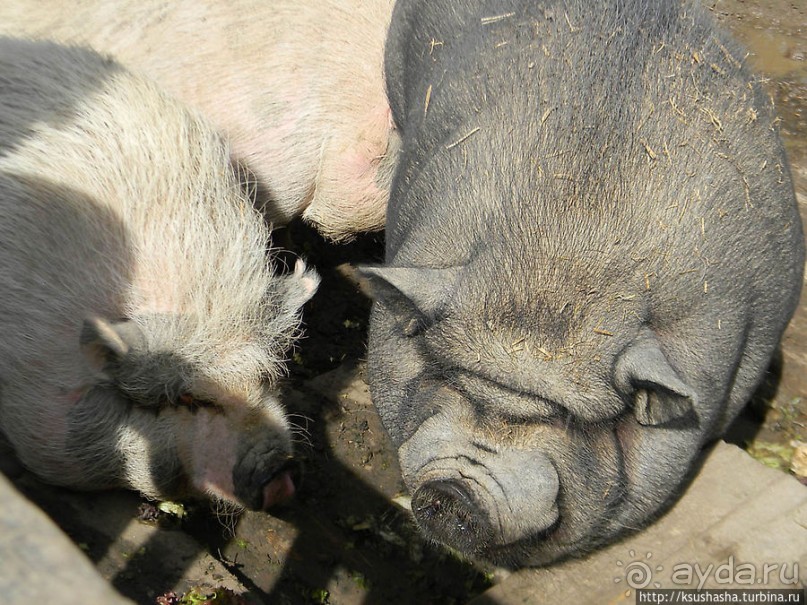 Курпарк Оберлаа — выставка парков и садов