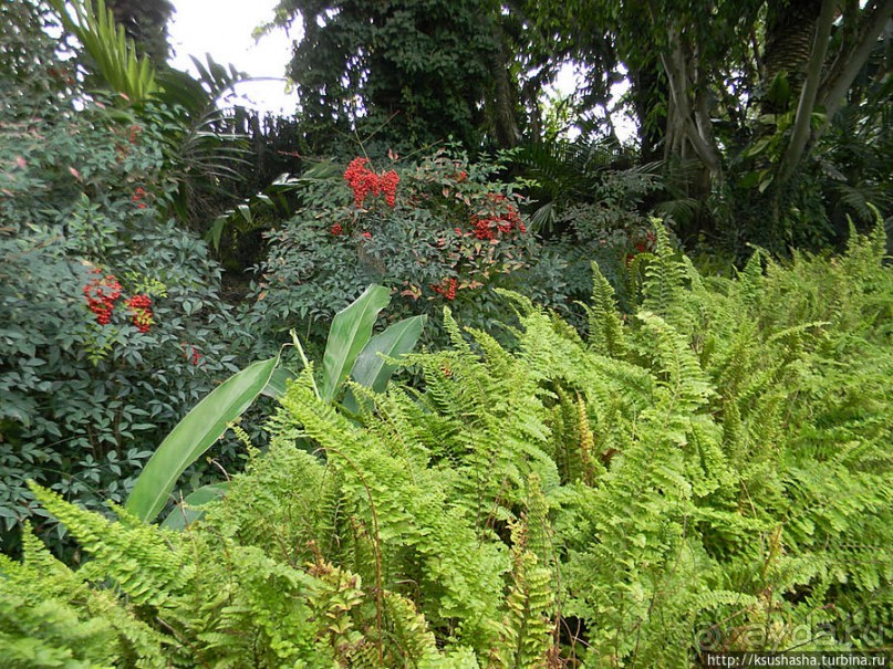 Зелёный оазис на холме Весны