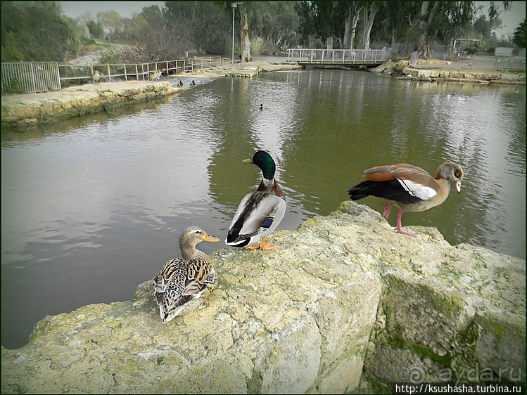 Зелёный оазис на холме Весны