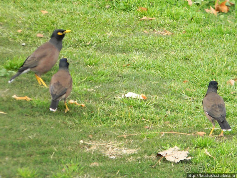 Зелёный оазис на холме Весны