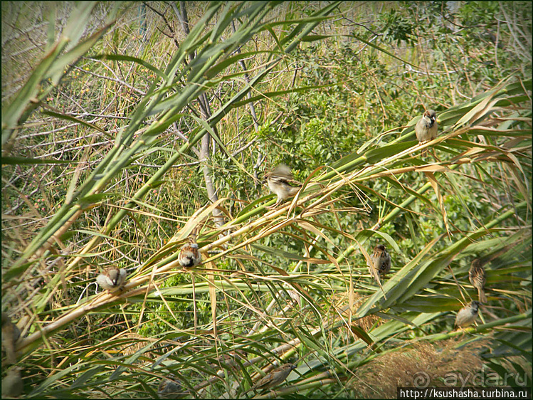 Зелёный оазис на холме Весны