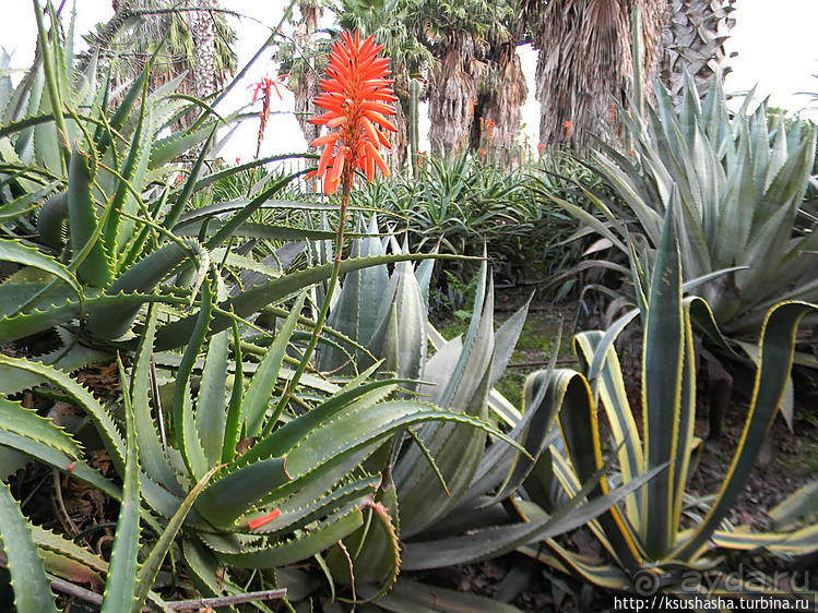 Зелёный оазис на холме Весны