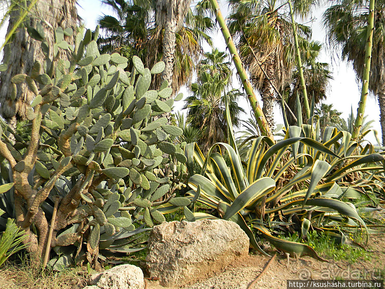 Зелёный оазис на холме Весны