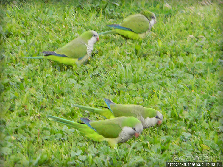 Зелёный оазис на холме Весны