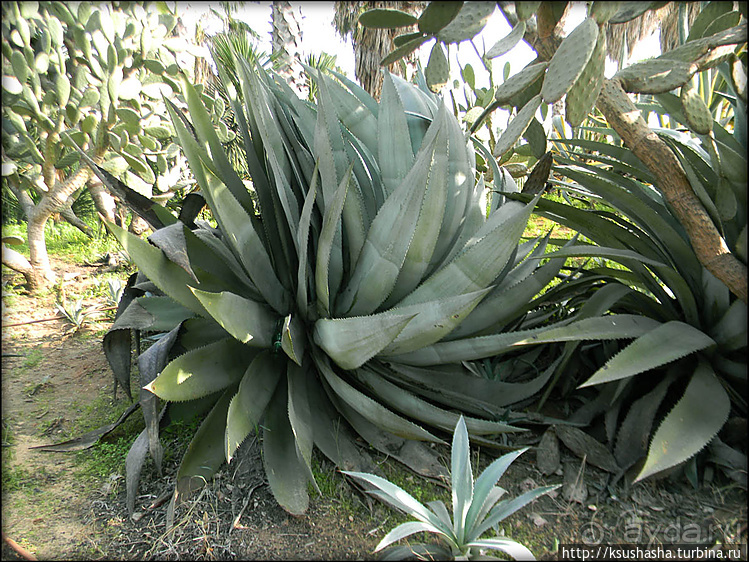 Зелёный оазис на холме Весны