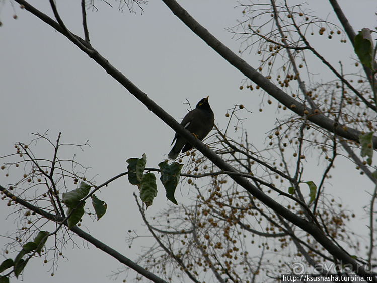 Зелёный оазис на холме Весны