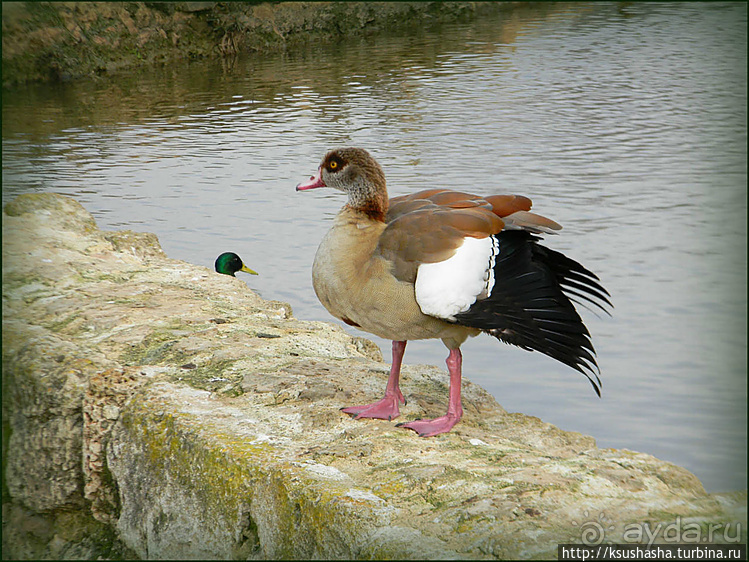 Зелёный оазис на холме Весны